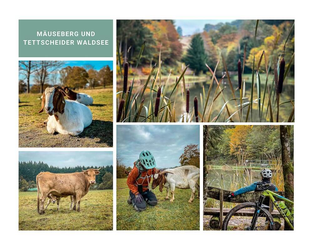 Ziegenherde am M&auml;useberg und Idylle am Tettscheider Waldsee in der Vulkaneifel