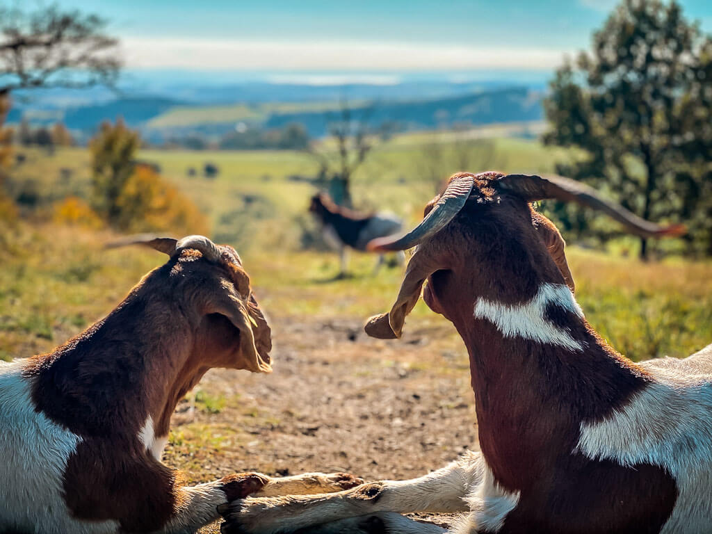 Ziegen am M&auml;useberg genie&szlig;en das Vulkaneifel-Panorama