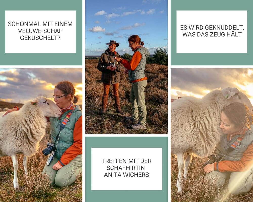 Treffen mit der Schafhirtin Anita Wichers am Archemerberg in der Sallandse Heuvelrug