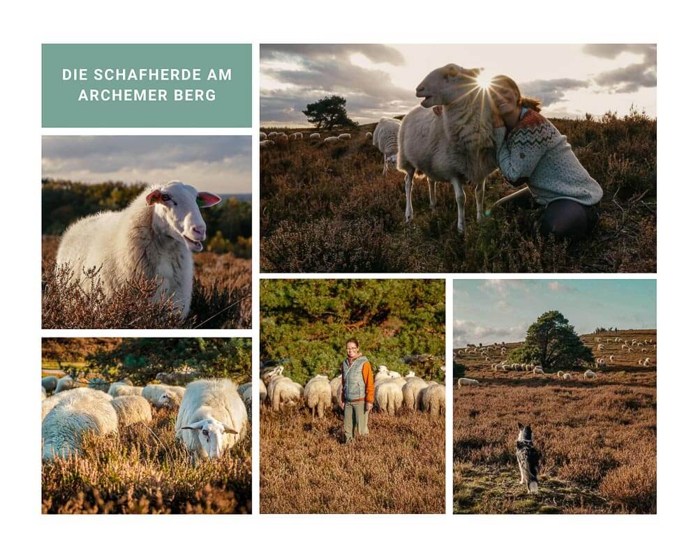 Sallandse Heuvelrug Schafherde am Archemerberg