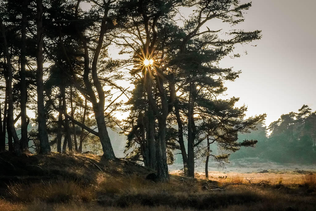 Magische Lichtstimmung im De Hoge Veluwe Nationalpark
