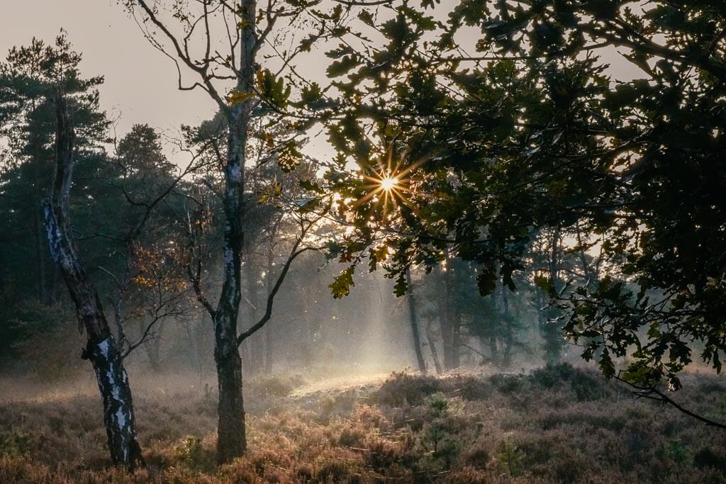 Magische Lichtstimmung im De Hoge Veluwe Nationalpark