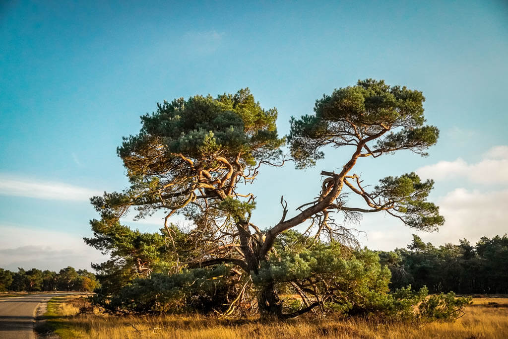 Baum in einer Savannenlandschaft im De Hoge Veluwe Nationalpark