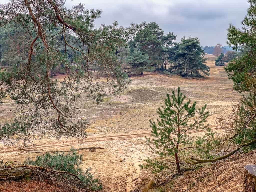 Typische Sandd&uuml;nen-Landschaft in der Hoge Veluwe