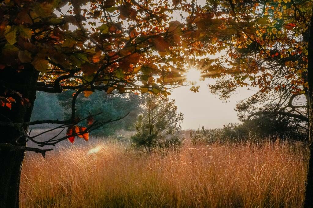 Abendstimmung in der Hoge Veluwe im Herbst