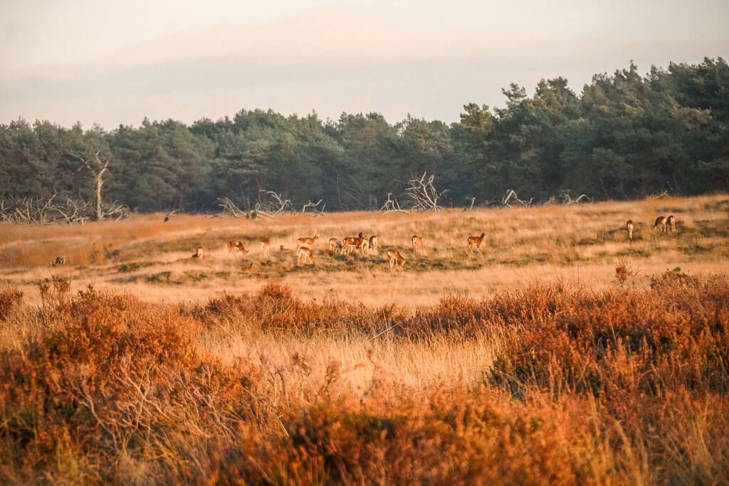 Rehe im De Hoge Veluwe Nationalpark