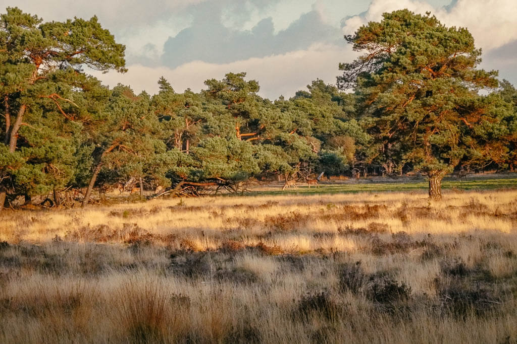 Rothirsche im De Hoge Veluwe Nationalpark