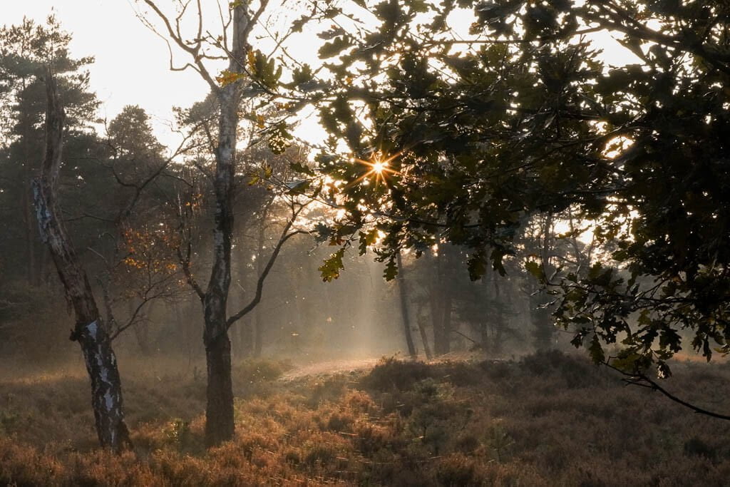 Magische Lichtstimmung im De Hoge Veluwe Nationalpark