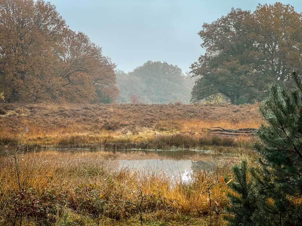 Moorsee in der Ermeloschen Heide in der Veluwe-Region
