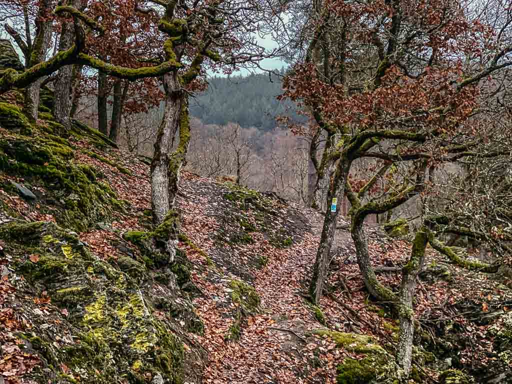 Wandern auf dem Wispertaunussteig durch uralte Eichenw&auml;lder