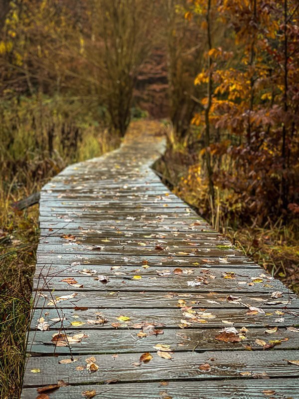 Holzsteg beim Wandern auf dem Wispertaunussteig im Taunus