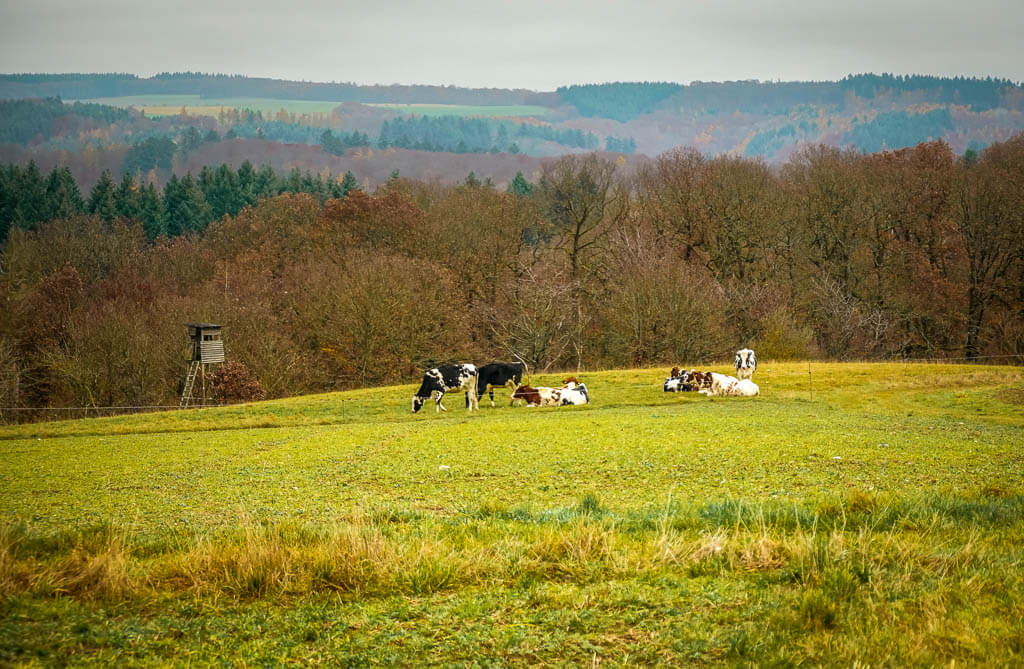 Weide mit K&uuml;hen und ausgedehnte W&auml;lder beim Wandern auf dem Wispertaunussteig