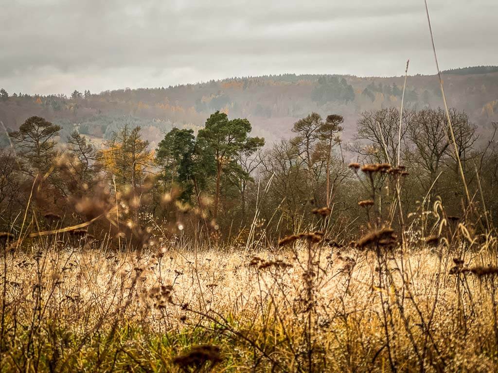 Wiesen- und Waldlandschaft beim Wandern auf dem Wispertaunussteig