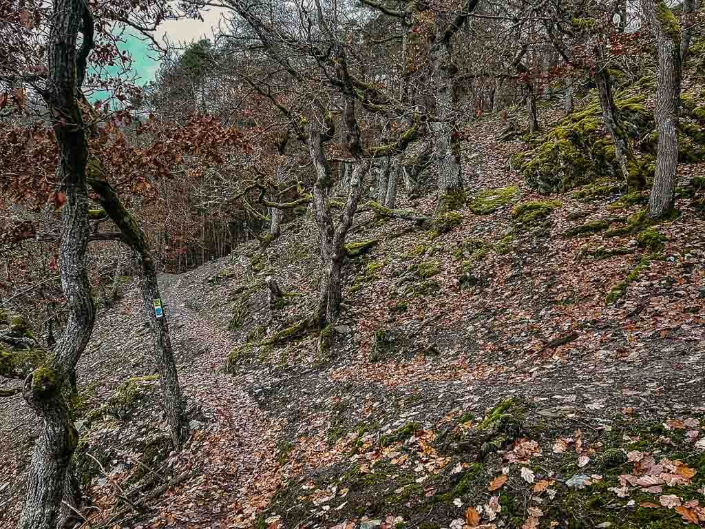 Wispertaunussteig Wanderweg an der Spitzen Ley mit Kr&uuml;ppeleichen
