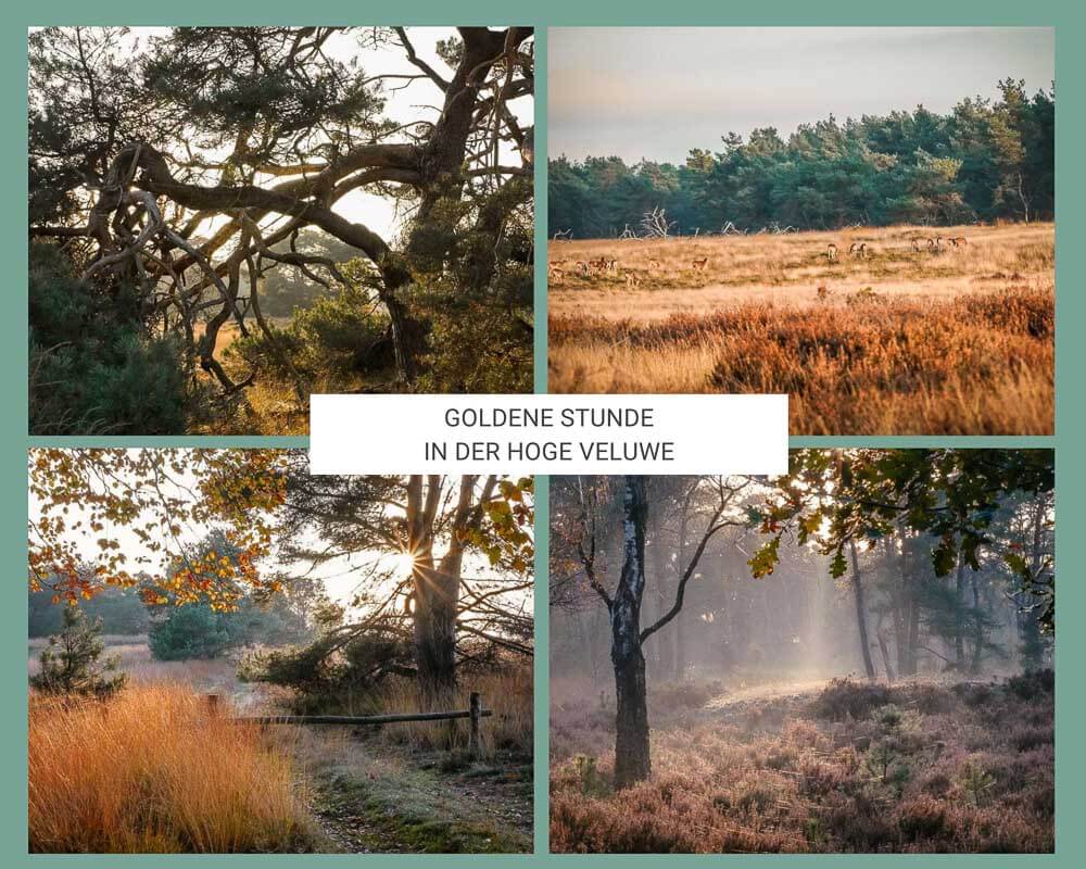 Magische Lichtstimmung zur Goldenen Stunde in der Hoge Veluwe