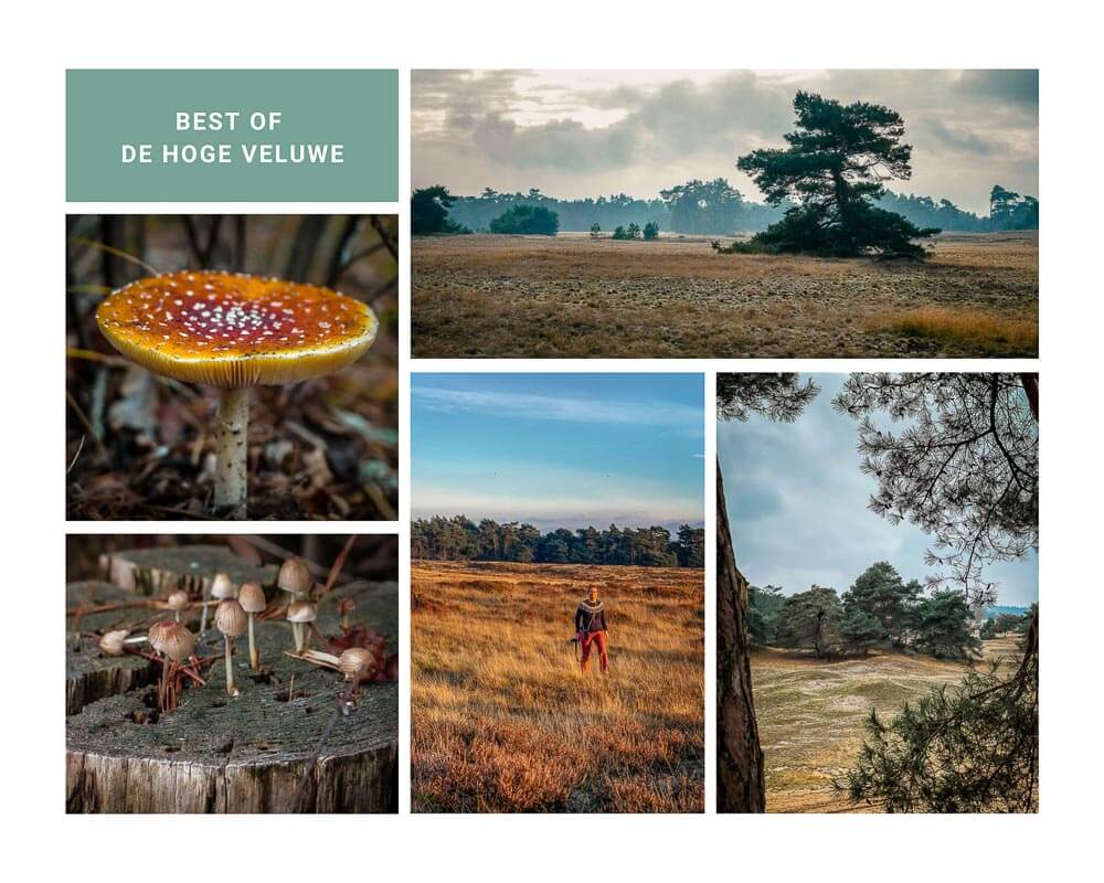 Wandern im Nationalpark De Hoge Veluwe