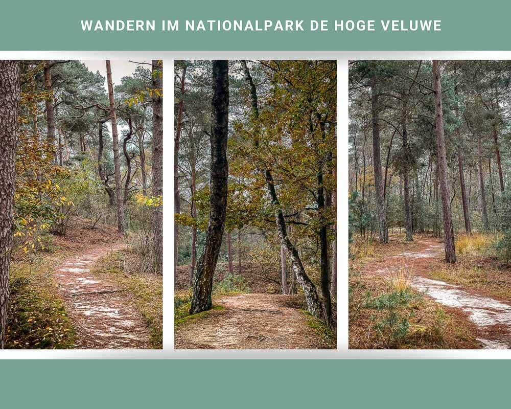 Wandern auf sandigen Pfaden im Nationalpark De Hoge Veluwe