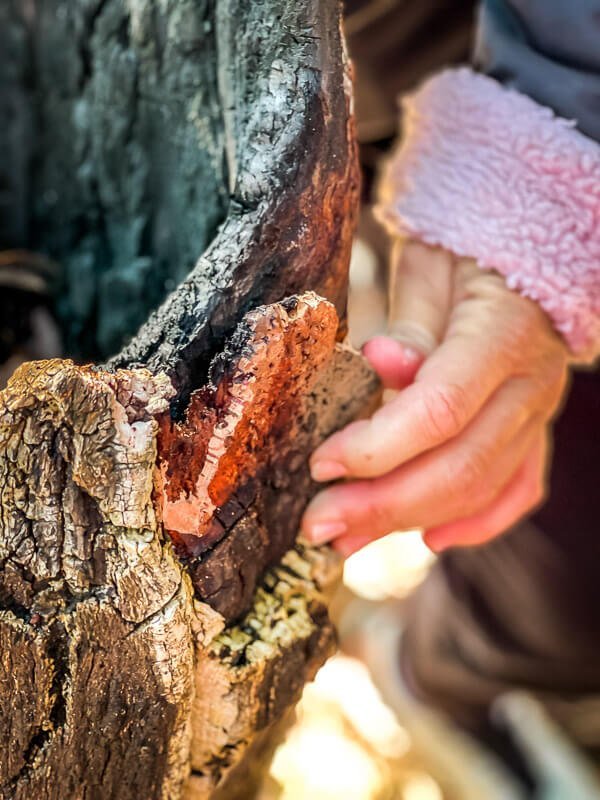 Rinde der Korkeiche in den W&auml;ldern von Monchique