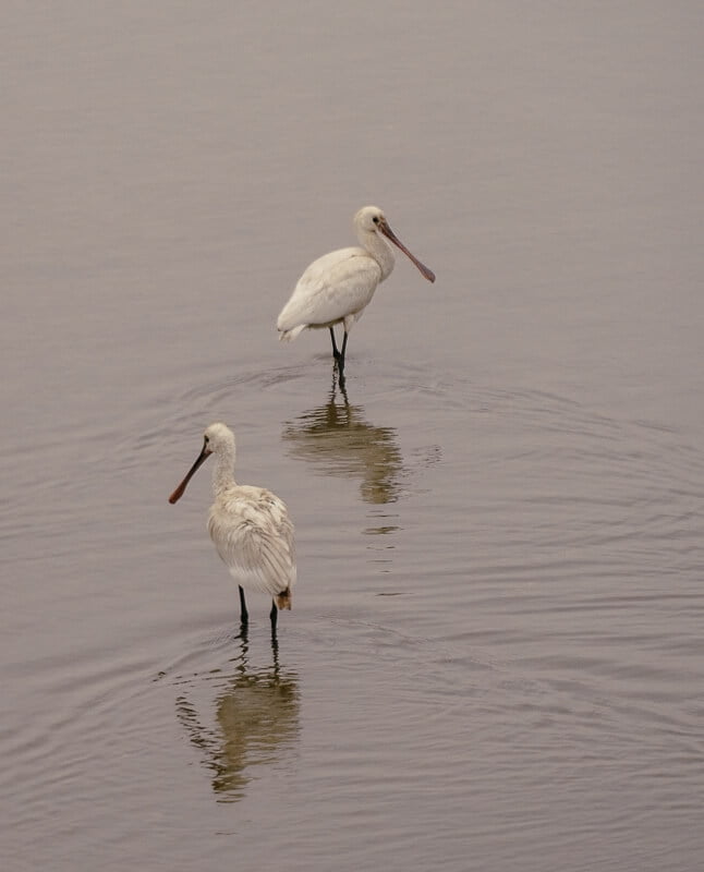 L&ouml;ffler im Naturpark Ria Formosa auf dem Ludo Trail in der Algarve