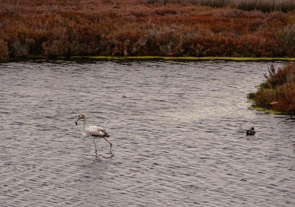 Flamingo im Naturpark Ria Formosa an der Algarve