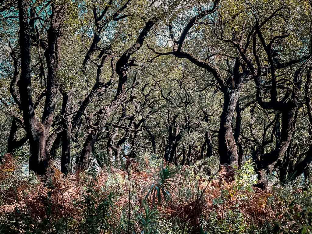 Korkeichenw&auml;lder bei Monchique an der Algarve