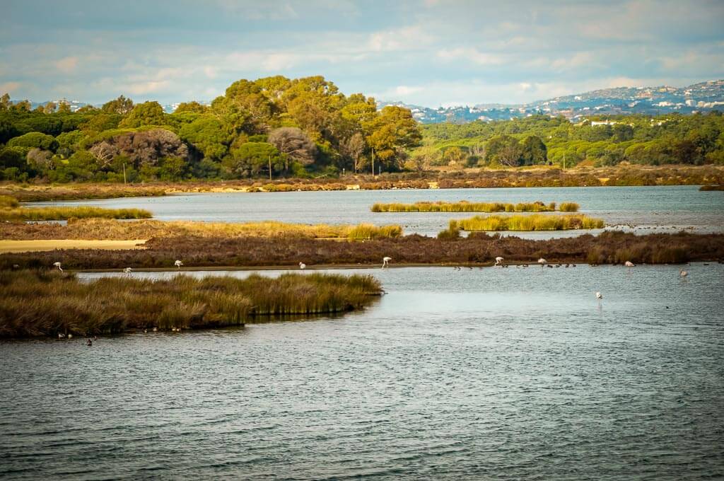Flamingos und andere V&ouml;gel im Naturpark Ria Formosa auf dem Ludo Trail