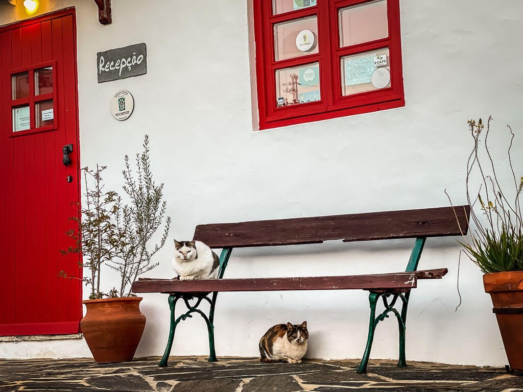 Katzen vor der Rezeption des Aldeia da Pedralva an der Algarve