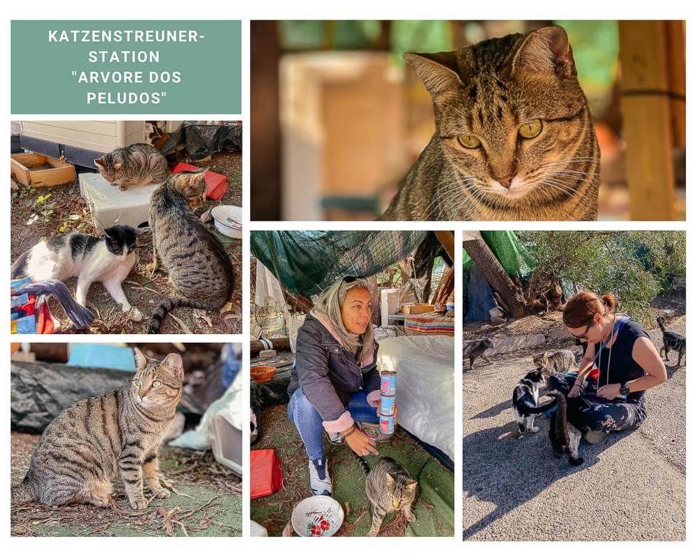 Katzenstreunerstation 