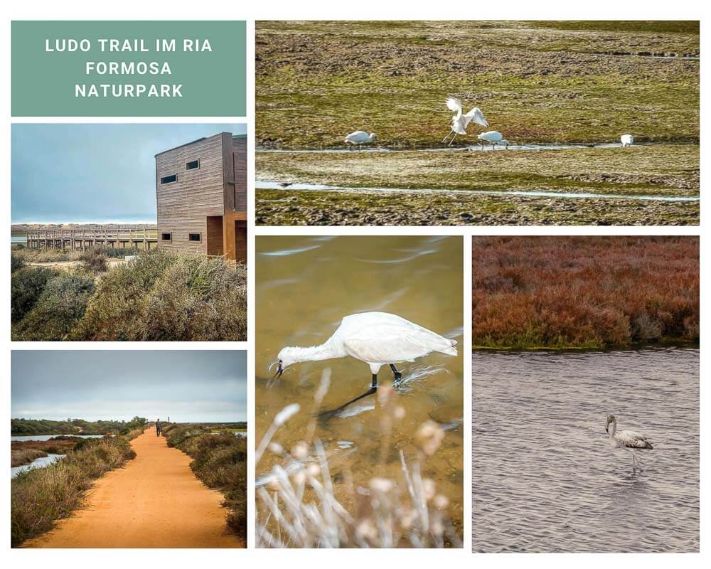 Birdwatcching beim Wandern auf dem Ludo Trail im Ria Formosa Naturpark