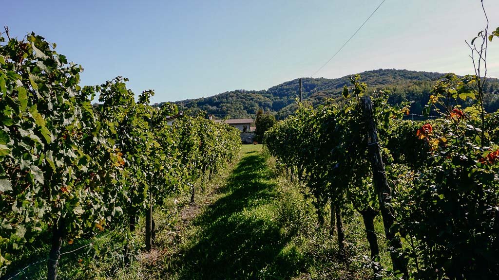 Weinreben in der italienischen Collio Region auf dem Alpe-Adria-Trail