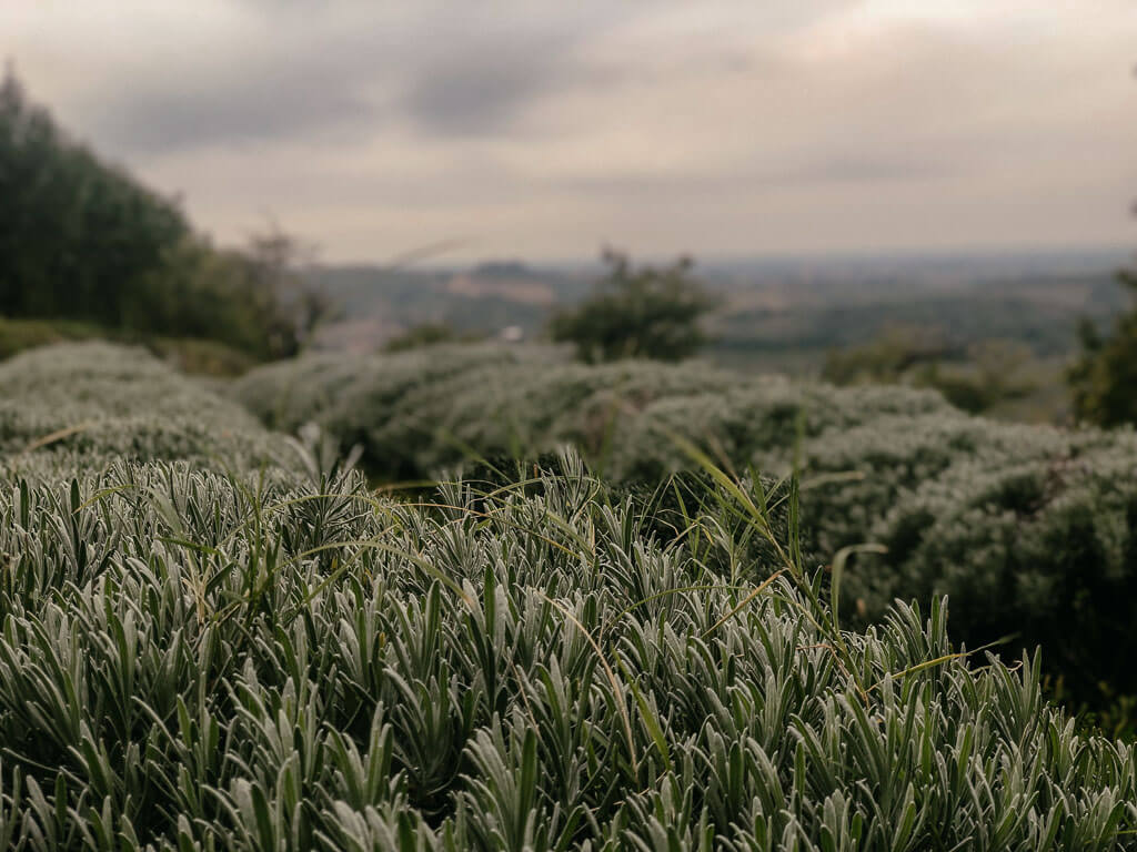 Lavendelfelder in der slowenischen Brda-Region