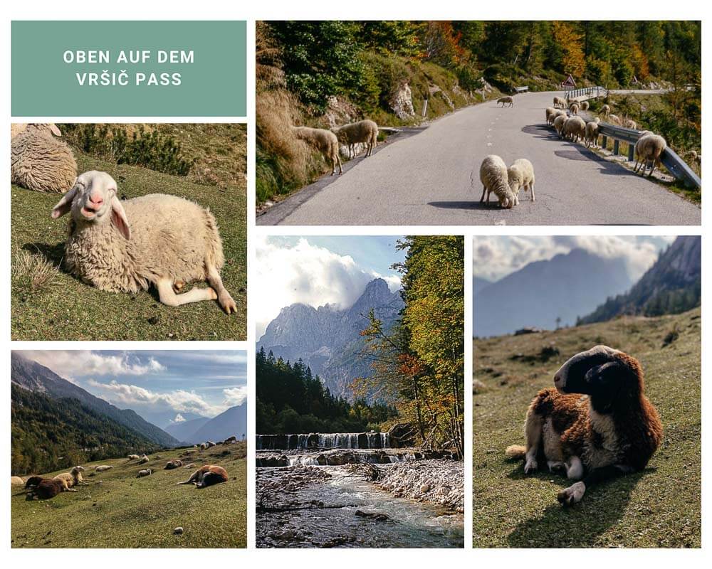 Schafherde auf dem Vrsic Pass bei Kranjska Gora