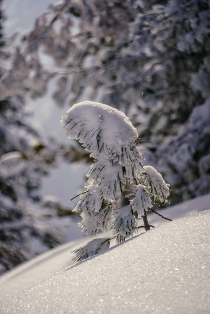 Schnee und Tannenzweig im Zillertal am Penken