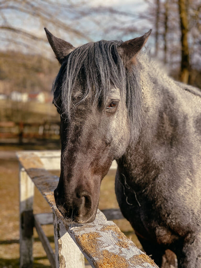 Pferd im Aldiana Club Ampflwang