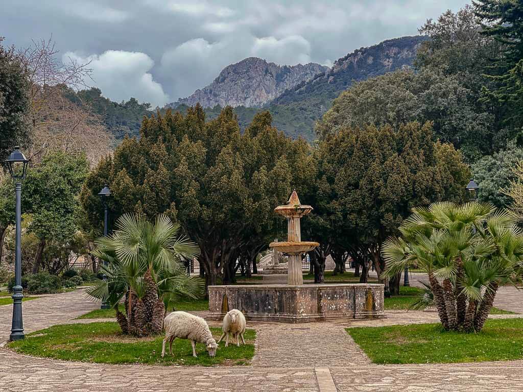 Schafe auf dem Klosterhof von Lluc in der Serra de Tramuntana