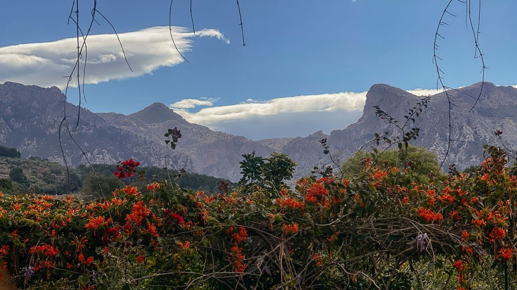 Bl&uuml;hende Blumen und die Gipfel der Serra de Tramuntana im Tal von Soller