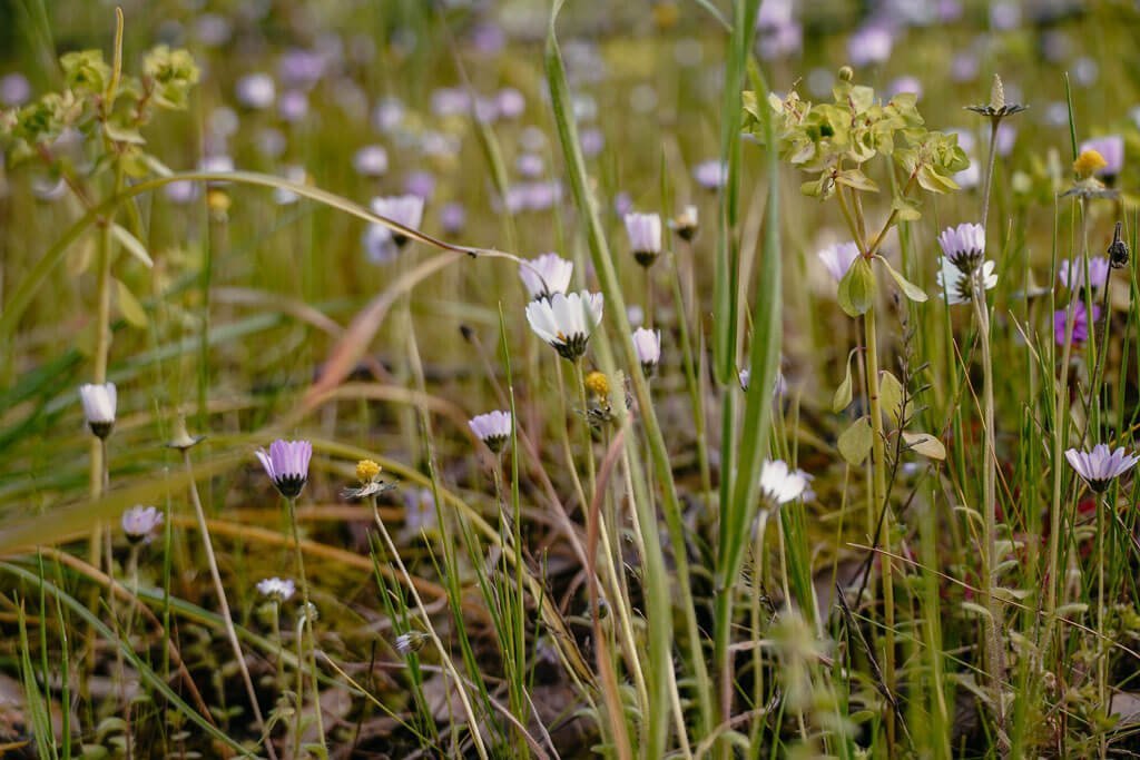 Blumenwiese auf dem Wanderweg GR 221 auf der Trans Tramuntana Tour