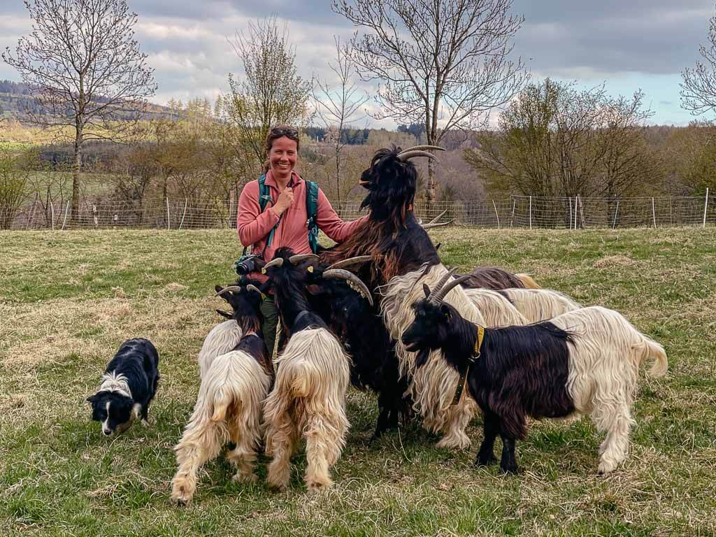 Begegnung mit den Walliser Schwarzhalsziegen in Derschen