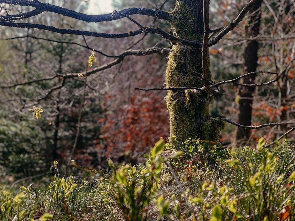 Waldidylle in der Region Westerwald-Sieg auf dem Hexenweg