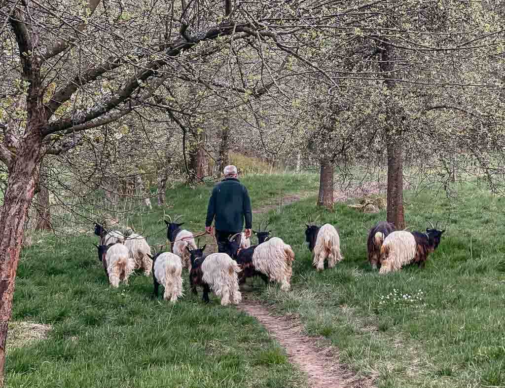 Wanderung mit Schwarzhalsziegen rund um Derschen in der Region Westerwald-Sieg