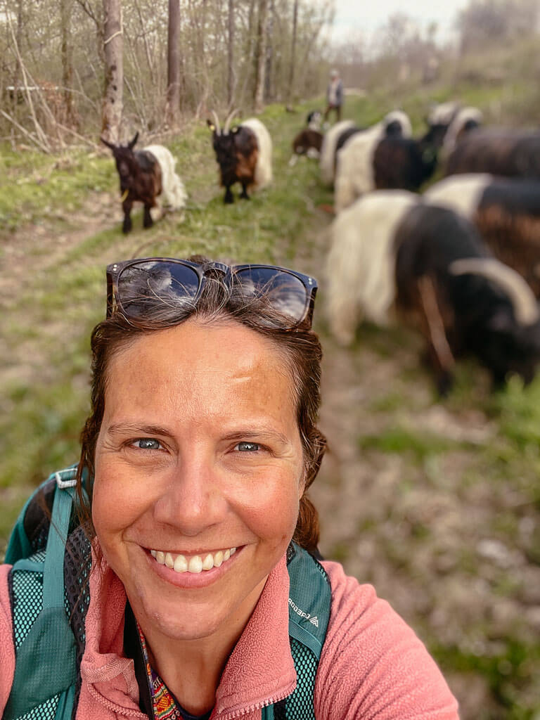 Couchflucht wandert mit Ziegen rund um Derschen in der Region Westerwald-Sieg