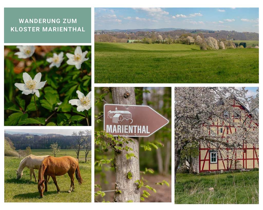 Landschaftsimpressionen von der Wanderung zum Kloster Marienthal in der Region Westerwald-Sieg