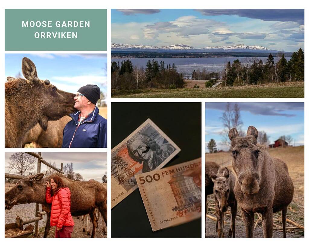 J&auml;mtland - Moose Garden Orrviken bei &Ouml;stersund