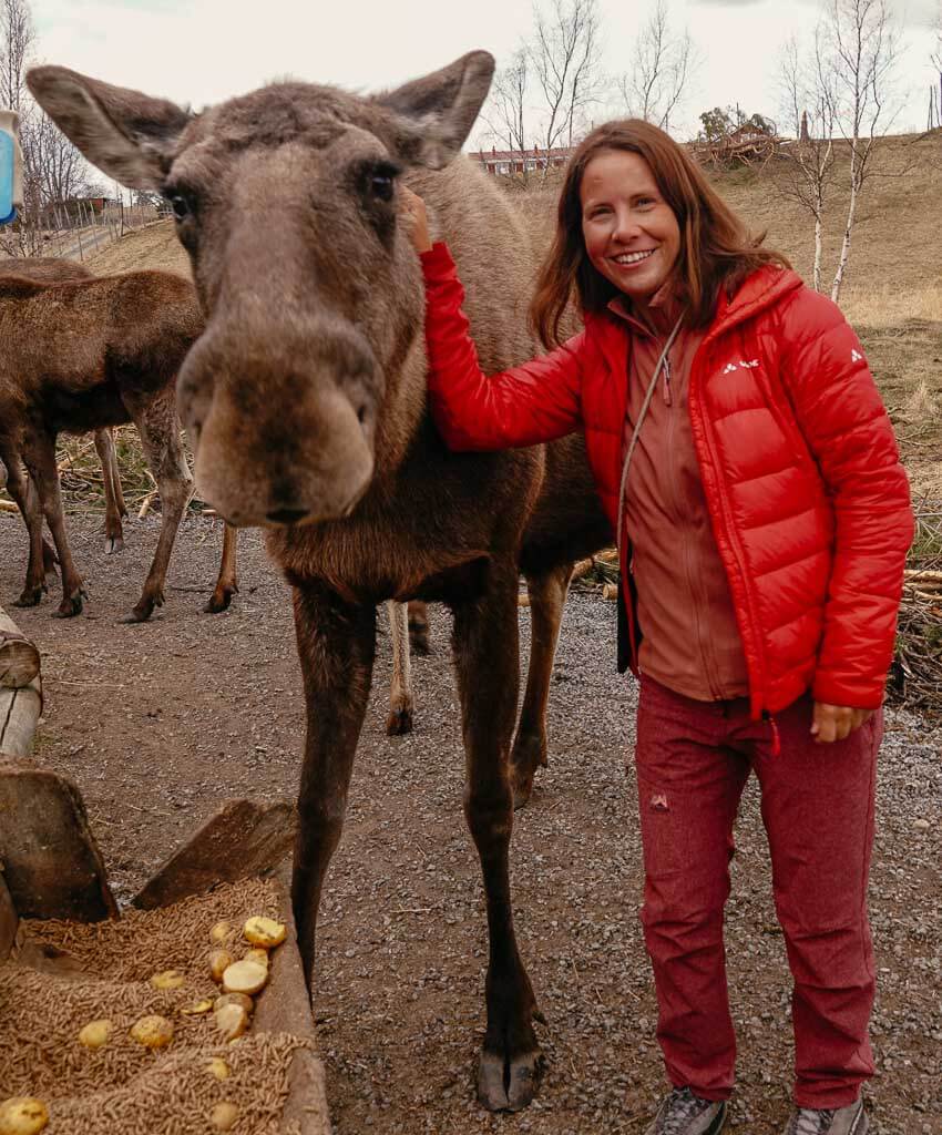 Moose Garden Orrviken bei &Ouml;stersund in J&auml;mtland - Couchflucht mit Elch