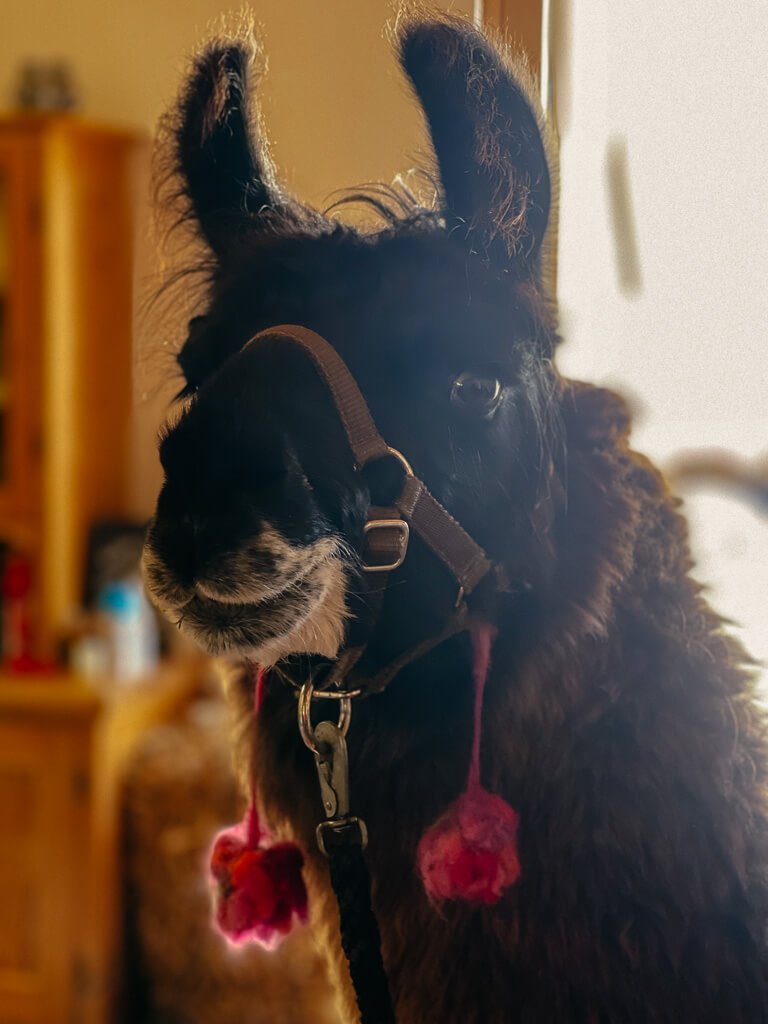 Lama vom Mitimino Lamahof im Frankenwald