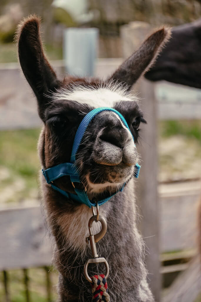 Lama am Mitimino Lamahof im Frankenwald