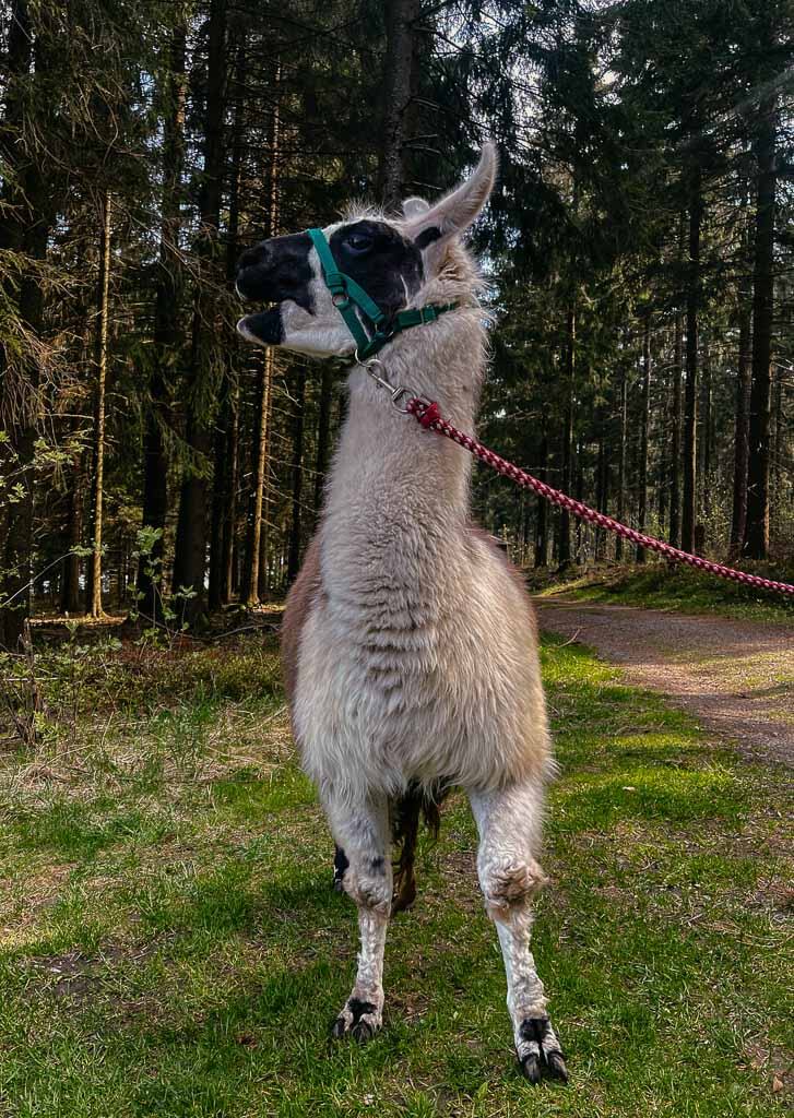 Qualit&auml;tsregionen - Wandern mit Lamas in den W&auml;ldern am D&ouml;braberg im Frankenwald
