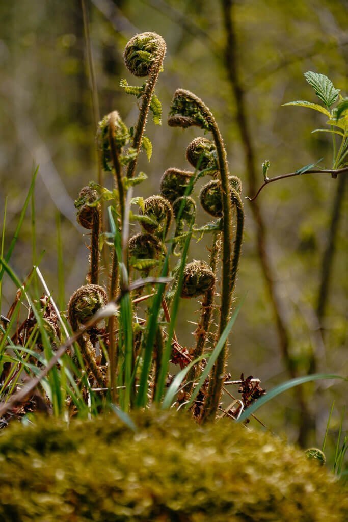 Farn am Wegesrand des Felsenweges im H&ouml;llental