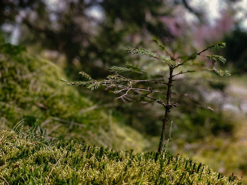 Waldidylle beim Wandern im Frankenwald