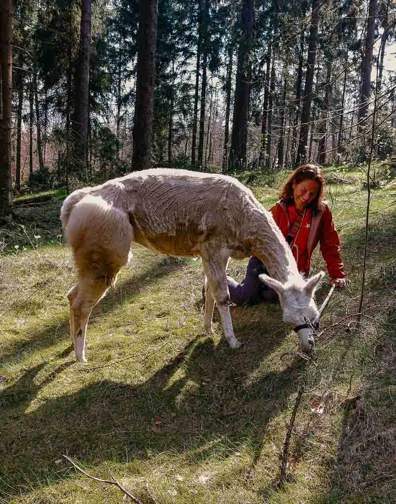 Qualit&auml;tsregionen - Wandern mit Lamas am D&ouml;braberg im Frankenwald